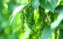 Mỹ đã mua hơn 40.000 tấn hạt tiêu Việt