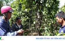 Giá hồ tiêu giảm, rủi ro tạm trữ tăng