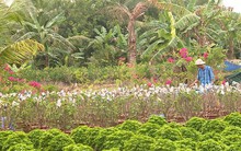 Người dân trồng hoa giấy lao đao vì tin đồn thất thiệt