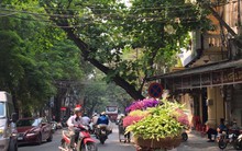 Hoa loa kèn xuống phố, giá rẻ bất ngờ