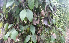 'Trở tay không kịp' vì bệnh chết nhanh trên cây hồ tiêu