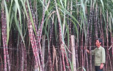 Global Mind bất ngờ bán bớt 7,5 triệu cổ phiếu SBT và BHS