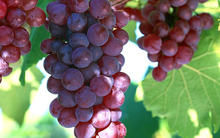 Khoa học chứng minh, ăn nho đỏ có thể ngăn ngừa bệnh ung thư đường tiêu hóa - nguy hiểm nhất trong các loại ung thư