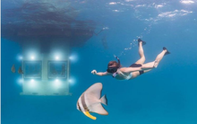 Trải nghiệm ngủ cùng cá tại những khách sạn dưới nước độc đáo nhất thế giới