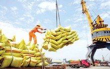 Lúa gạo bí đầu vào đầu ra