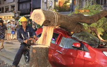 Cây xanh bật gốc đè "xế hộp" gần phố đi bộ Nguyễn Huệ