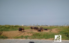 Khu công viên Sài Gòn Safari 500 triệu USD sẽ có trung tâm hành chính hiện đại