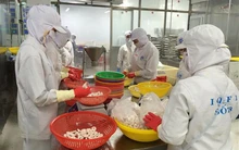 Từ 1/4, tôm xuất vào Hàn Quốc phải chỉ định kiểm dịch