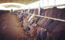 HAGL vừa phát hành 137,5 triệu cổ phiếu chuyển đổi cho trái chủ Temasek với giá 8.000 đồng/cp