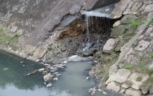 Đà Nẵng: Cá chết hàng loạt trên kênh nghi do ô nhiễm (?)