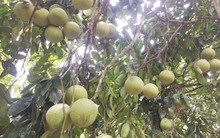 Vùng bưởi Phúc Trạch “nín thở” trước bão số 10: "2 đêm nay tôi không ngủ..."