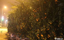 Hà Tĩnh: Người buôn đào, mai, quất “khóc ròng”