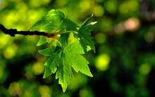 QCG giảm sàn và phục hồi về tham chiếu, BID và PLX giúp VN-Index vượt qua mốc 770