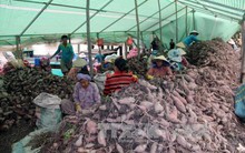 Khoai lang giảm giá, nông dân Hòn Đất thua lỗ nặng