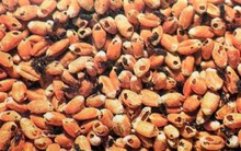 Ngừng nhập khẩu 4 loại nông sản từ Indonesia vì nguy cơ nhiễm mọt