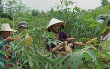 Sắn trước cơ hội lần đầu vào “câu lạc bộ tỷ đô”