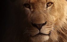 Người giỏi cũng giống như sư tử, là chúa sơn lâm rồi thì chẳng cần gì phải khoe khoang, chẳng cần chứng tỏ