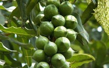 Sơn La: 50.000 đồng/kg mắc ca tươi, doanh nghiệp tranh nhau mua