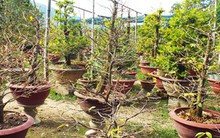 Khánh Hòa mất mùa mai Tết