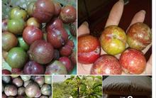 150.000 đồng/kg mận hậu đầu mùa vẫn ‘hút’ người mua