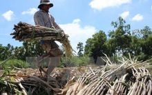 Nhà máy 'khát' nguyên liệu sắn, mía
