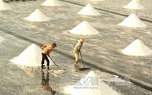 Giá muối tại Bạc Liêu tăng mạnh, chủ vựa 'găm hàng'