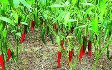 Cây ớt lên ngôi, coi chừng mất... ghế