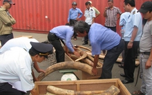 Làm rõ tổ chức đường dây vận chuyển trái phép ngà voi