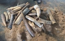 Khởi tố vụ án vận chuyển trái phép gần 1,4 tấn ngà voi ở cảng Cát Lái