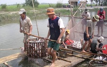 Giá cá lóc tăng nhưng người nuôi vẫn lỗ