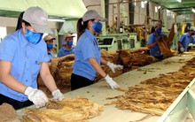 Dự kiến năm 2018 nhập 53.604 tấn thuốc lá nguyên liệu