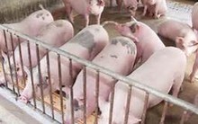 Khuyến cáo dân không tăng đàn heo trước cơn bão giá