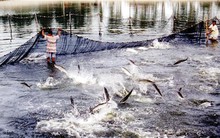 Ngành nông nghiệp sẽ không hạ mức tăng trưởng