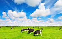 Chỉ mua được 5 triệu cổ phiếu, F&N vẫn quyết gia tăng sở hữu tại Vinamilk