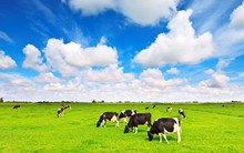 Chỉ mua được 4 triệu cổ phiếu Vinamilk, F&N Dairy tiếp tục đăng ký mua gần 22 triệu đơn vị