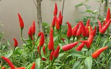 Giá ớt tăng cao kỷ lục, nông dân Trà Vinh lãi lớn