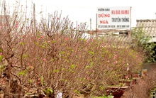 Nhật Tân: Tết đến sớm, nhiều vườn đào mất trắng