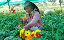 Tây Nam bộ: Mất mùa hoa Tết