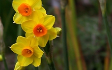 3 loài hoa quý nhà nhà dùng để trưng Tết nhưng cực độc với trẻ con