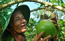 Thắng lớn từ trái cây độc, lạ dịp Tết