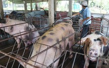 Heo rớt giá, nông dân miền Tây điêu đứng