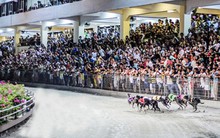 Cho phép người Việt cá cược thể thao: Cần công khai người chơi lớn