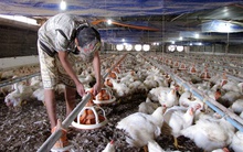 Nỗi lo của các trang trại gà trước dịch cúm gia cầm ở Trung Quốc