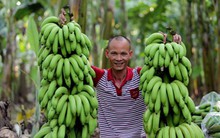 “Vua chuối” đất Bắc hiến kế “giải cứu” chuối
