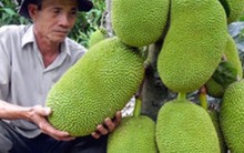 Trung Quốc tăng mua, giá mít tăng chóng mặt