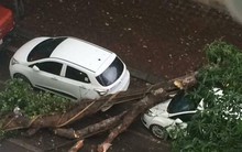 Hà Nội: Mưa lốc lớn, cây đổ đè bẹp ô tô