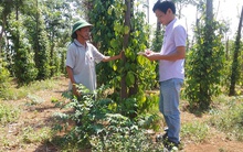 Đâu là nguyên nhân khiến hồ tiêu Tây Nguyên chết như 'ngả rạ'?