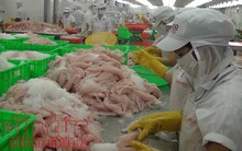 Giá cá tra tăng, người nuôi thu lãi khủng