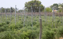 Măng tây xanh trên đất Xuân Hải, thu 400-600 ngàn đồng/ngày/sào