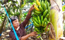 Giá đang nhích dần, người trồng chuối Đồng Nai vui trở lại